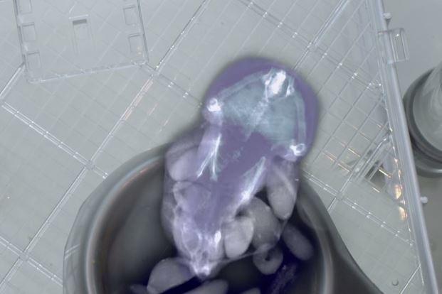 倉鼠的頰囊能從口腔沿伸到身體兩側，讓牠們可以一次帶超多食物！　影片截圖