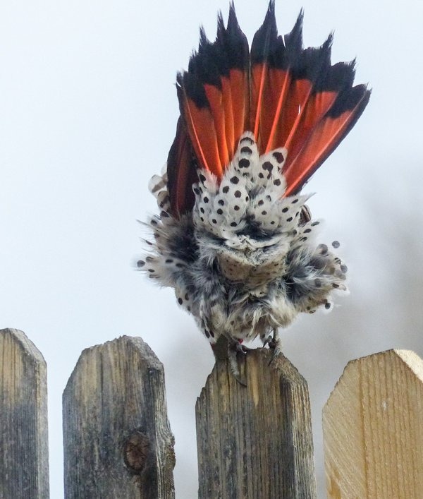 北撲翅鴷。　twitter_dancingmonkey11