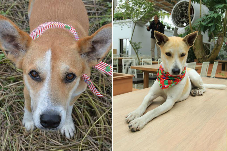 小菲菲(右)與大菲菲(左)長相相似,但體型較小。 香草菲菲/提供