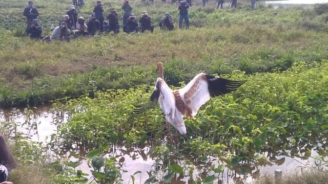 去年12月，金山濕地出現一隻西伯利亞白鶴，這是西伯利亞白鶴首次來台佇足。　取自網路