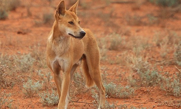 澳洲野犬是外來種動物，但被引入澳洲已經數千年，是澳洲的頂級掠食者。　取自The Guardian