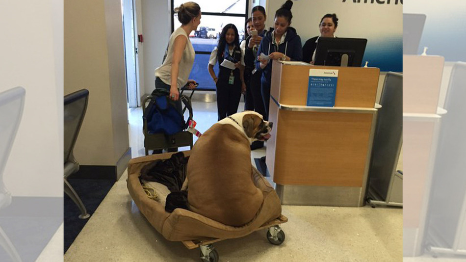 一名搭乘美國航空國內線的乘客拍下一隻胖狗登機的照片,在網路引起大量轉發。 取自news.com.au