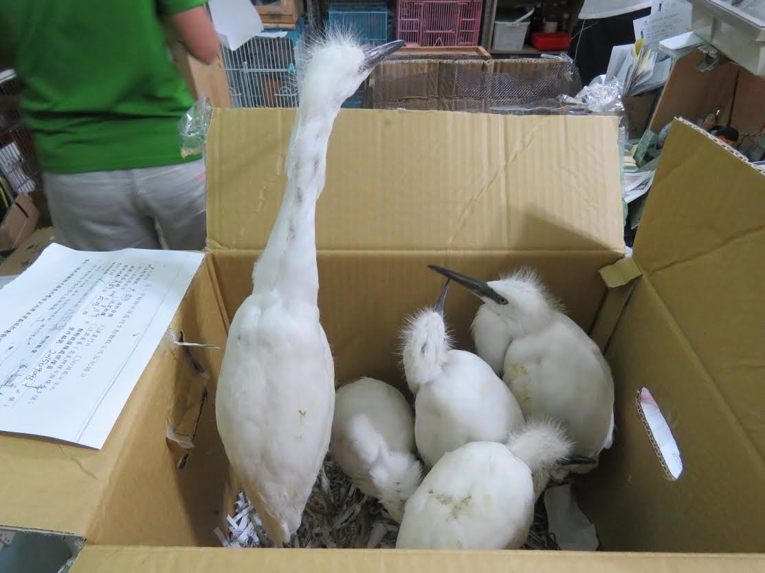 整巢的小白鷺被熱心民眾拾獲。　台北市野鳥學會/提供