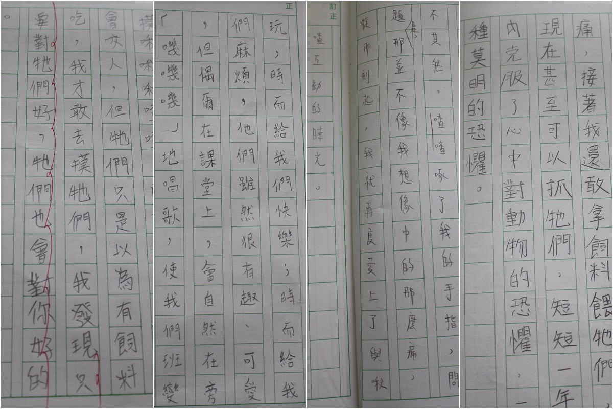 不久前，六年級國文課上到了「珍珠鳥」這一課，課文內容是作者和鳥的互動，武老師出了作文作業，要小朋友寫和動物的互動，有些小朋友寫了和3隻班鳥的相處，內容令人驚豔。　李娉婷/攝