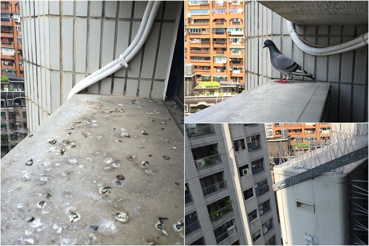 高樓大廈的突出平台或是冷氣機，是鴿子喜愛築巢的地點，右下圖為裝設防鳥刺後的冷氣機。　取自博威鳥控