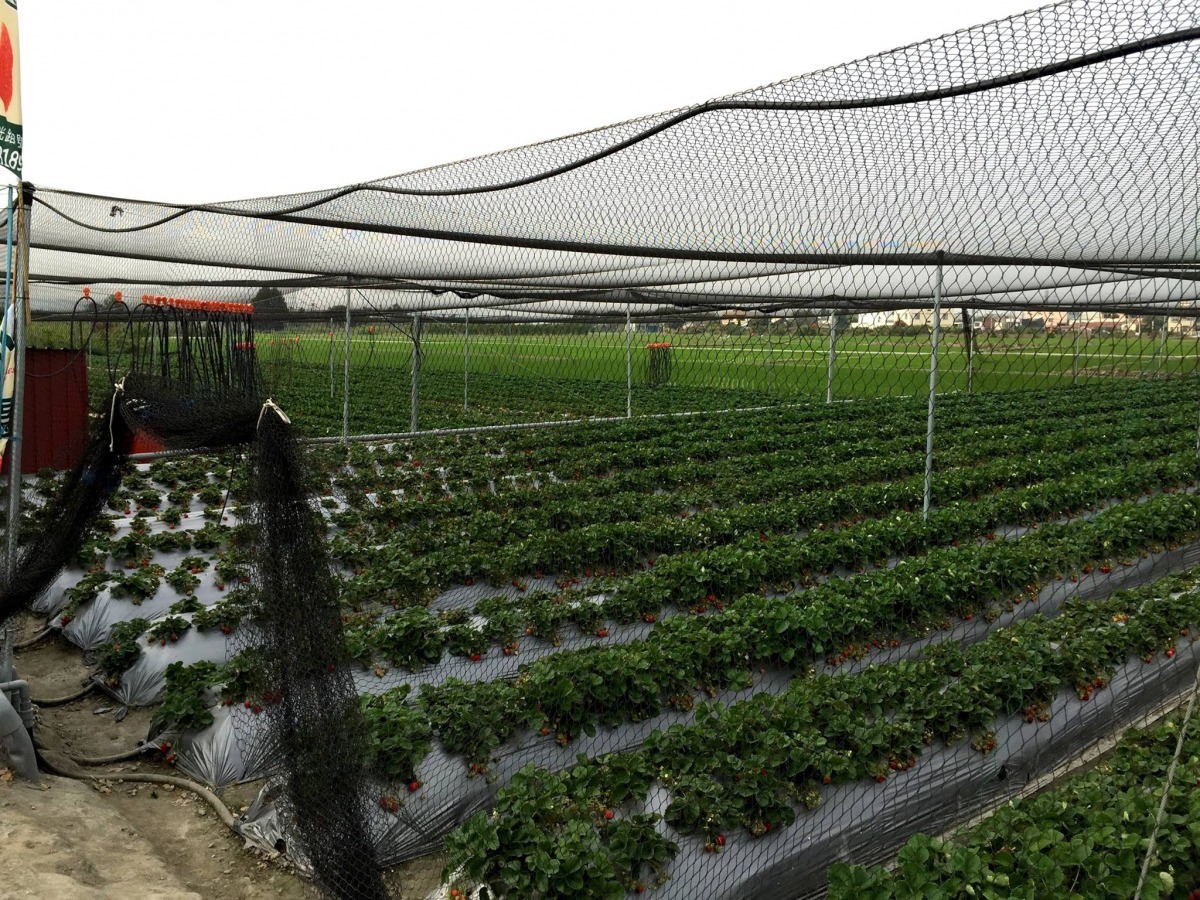 架設博威鳥控防鳥網的草莓園。　取自博威鳥控