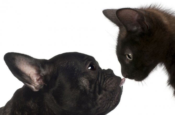 雖然不討人類喜歡，但研究表明黑色能增加動物生存優勢。　取自Discovery News