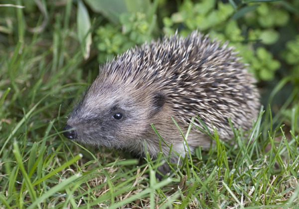 刺蝟相當受到英國人歡迎。　取自British Hedgehog Preservation Society
