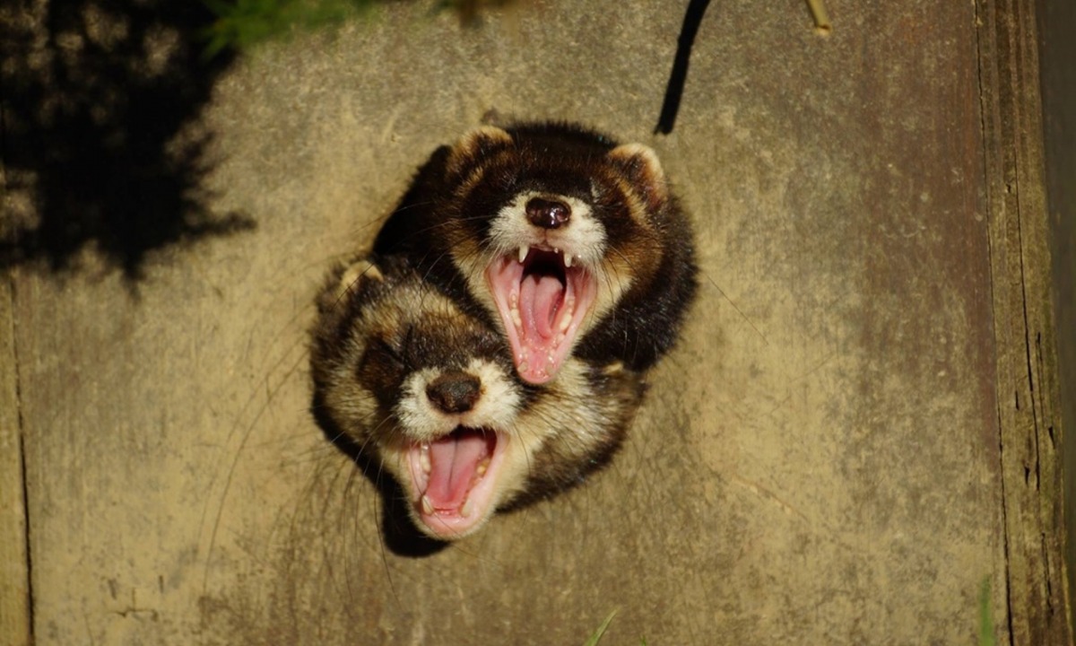 「救命！我們卡住了」取自Comedy Wildlife Photography awards