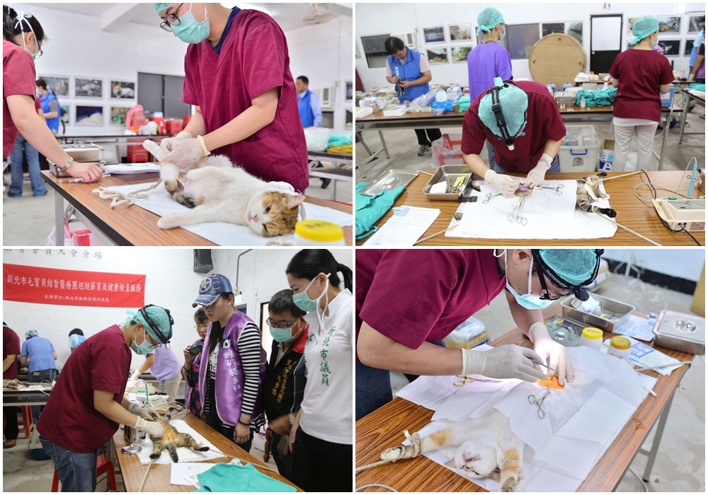 新北市動保處日前出動多位獸醫師為猴硐貓咪絕育。 取自新北市動保處官網
