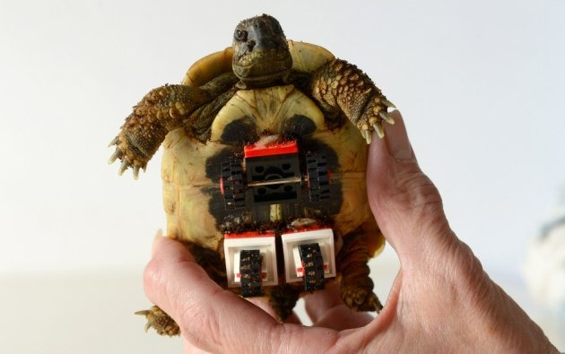 藉著輪椅的支撐，布雷德可以穩定行進。取自Yahoo News, photo by Rex