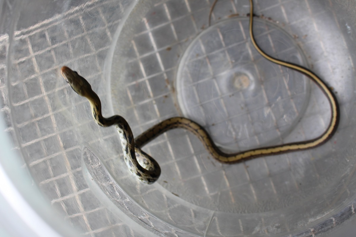 除了貓狗外，去年春節期間，台北市動保處也有接到救援蛇的通報。台灣動物新聞網資料照(何宜/攝)