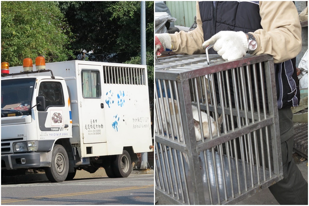 春節期間的動物救援以車禍受傷、受困居多。　蕭士塔/攝
