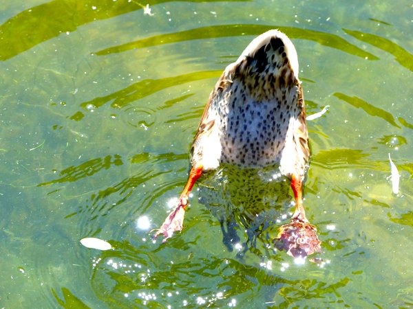 綠頭鴨（雌性）。　twitter_hinganai