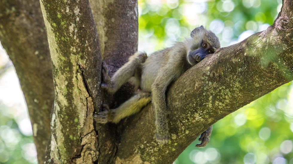 「我的父母就是不理解我」取自Comedy Wildlife Photography Awards