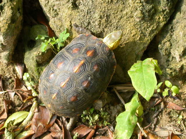 圖片來源：Wikimedia
