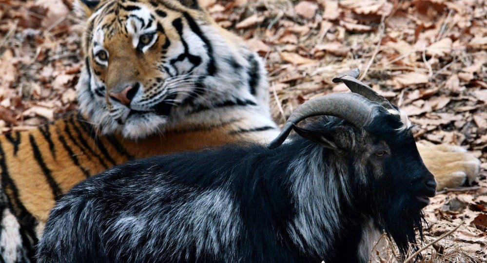 老虎阿穆爾不只沒吃掉山羊提穆爾，還會跟牠玩耍。　twitter_sputnik_polska