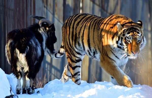 山羊提穆爾常跟在老虎阿穆爾後方散步。　twitter_daryo_uz