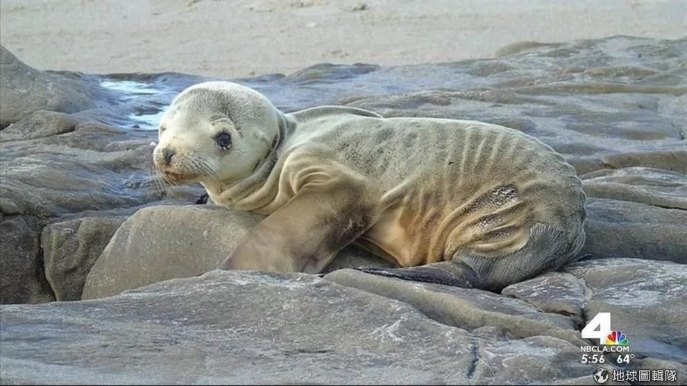 2015年時，美國加州海岸出現驚人的骷髏海獅寶寶畫面，暖化帶走了牠們賴以維生的浮冰，無處可去的海象只得一起擠上同個地方，牠們因為沒有食物瘦得皮包骨。　