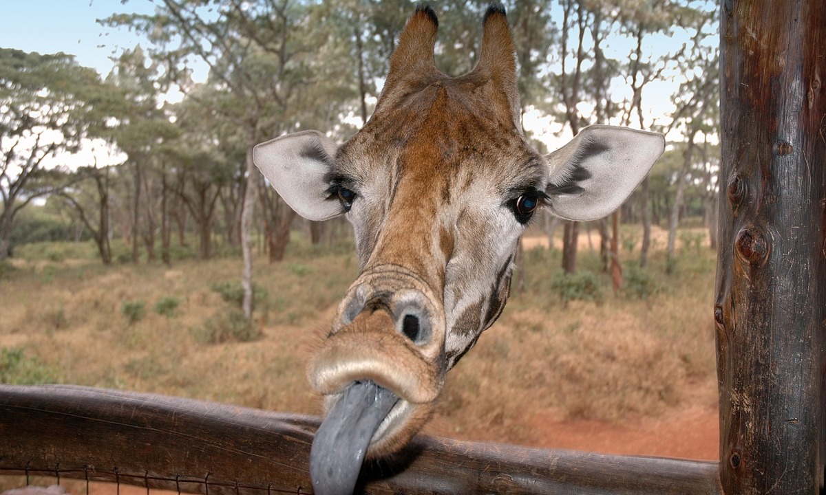 「給我一個吻」取自Comedy Wildlife Photography awards