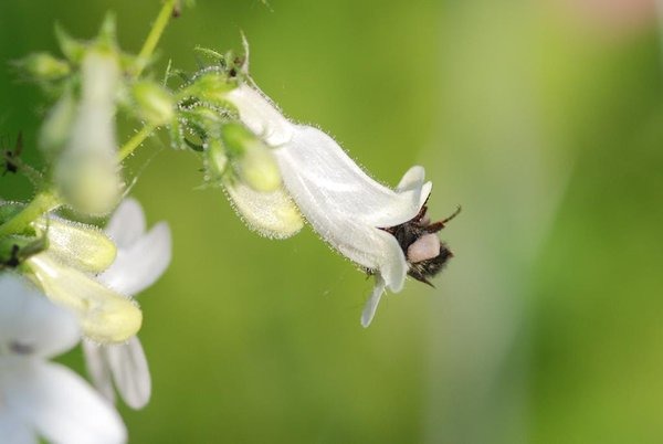 大黃蜂。　twitter_ErikRunquist