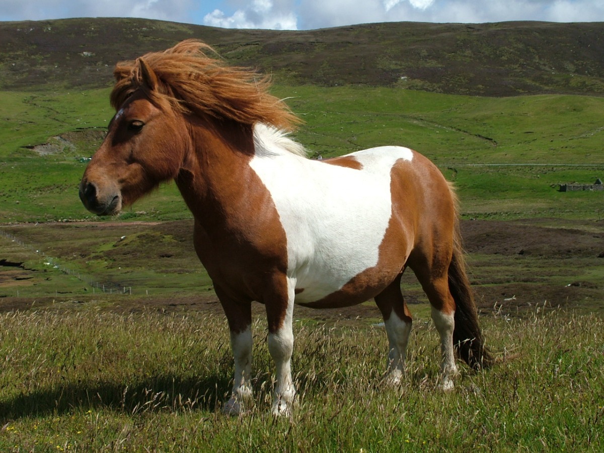 雪特蘭馬體型嬌小、性格溫馴,常被用來供兒童騎乘。 取自網路