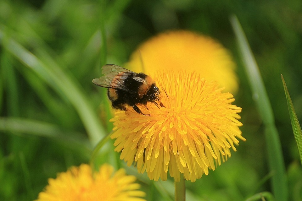 看到草地上的蒲公英先別急著摘下，他們很可能是蜜蜂的採粉對象。　取自網路