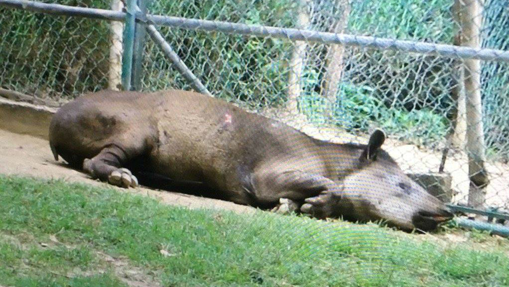 本月初，卡里夸動物園中一隻中南美洲貘因飢餓而死。　twitter_DaniMejiaB