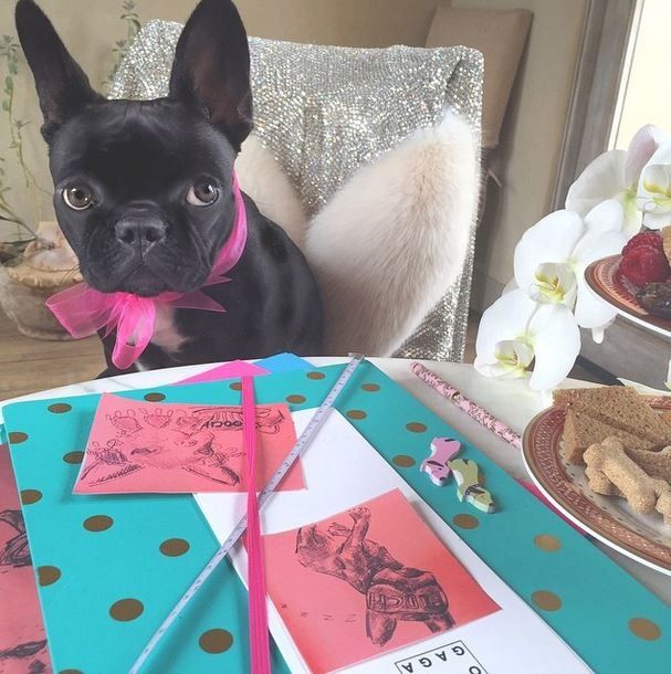 「我喜歡在畫小狗的時尚點子時吃東西！我知道什麼是質感，我的目標是找到有創意又實用的方法連結寵物和飼主們！」　instagram_ladygaga