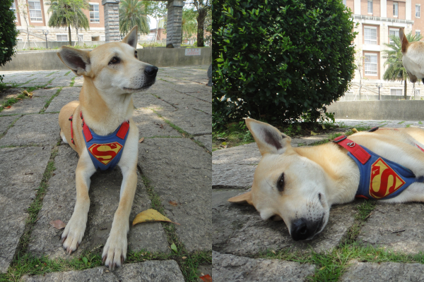 點點現在個性恢復穩定,只需要建立信任,就是完美狗狗! 江幸芸/攝