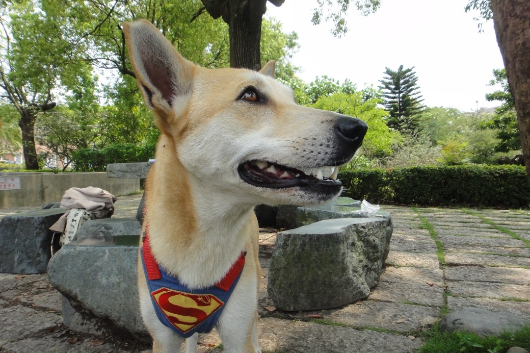 台中市北屯區一處傳統市場關閉,留下一批浪浪,點點就是其中之一。 江幸芸/攝