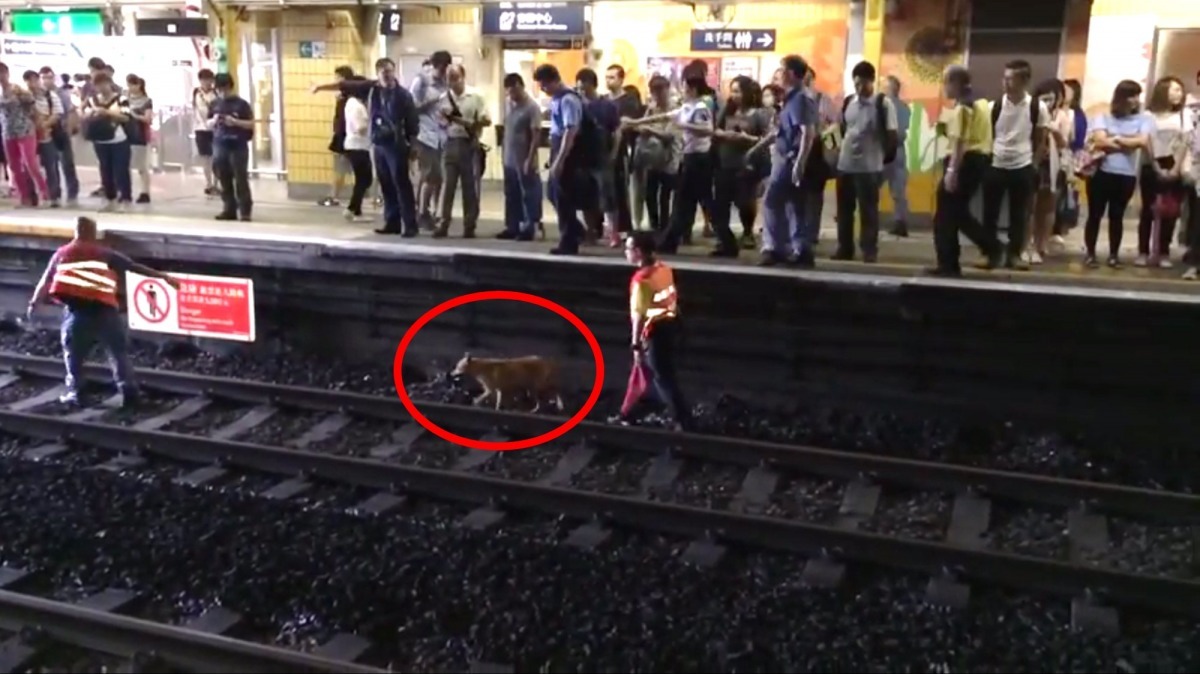 去年8月20日，一隻流浪狗誤入鐵軌，港鐵人員曾下鐵軌引導犬隻離開，但根據近日公布的調查報告，此動作持續不到一分鐘。　取自852郵報
