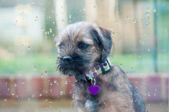 88%遛狗員表示天氣對他們帶狗外出沒有影響。　取自英國信報