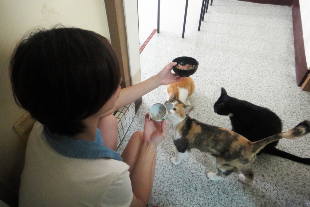 小貞收養第一隻浪犬後,反而來了好多隻貓咪。 江幸芸/攝