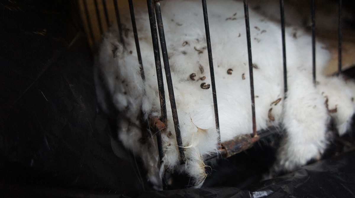 死亡的白兔。　台灣愛兔協會/提供