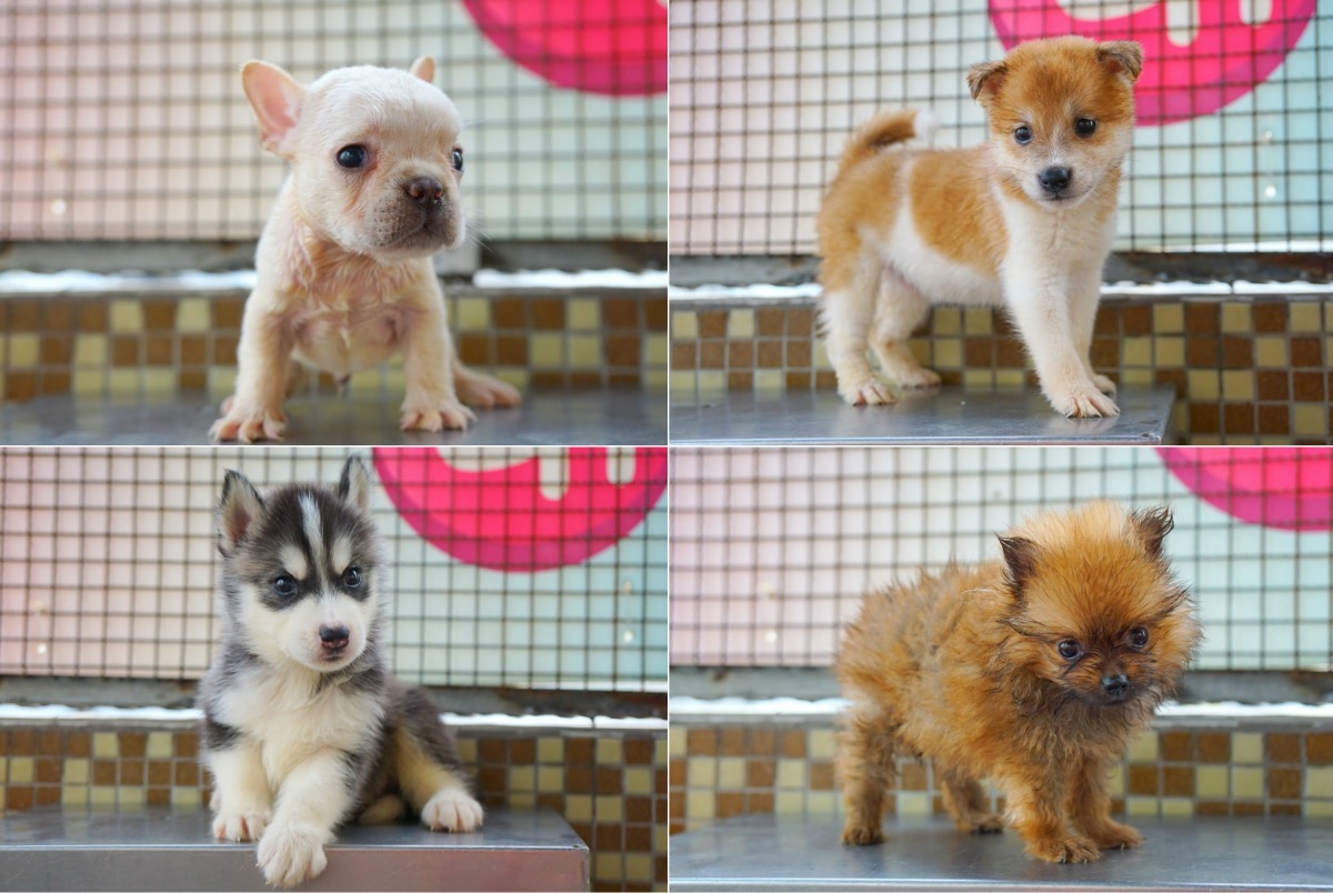 不少人擔心品種幼犬會引來地下繁殖業者,新北市動保處因此決議絕育後再送養。 新北市動保處/提供