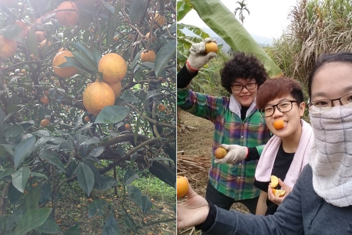 雲林地區友善台灣獼猴的「棋盤厝ㄟ猴子柳丁」。