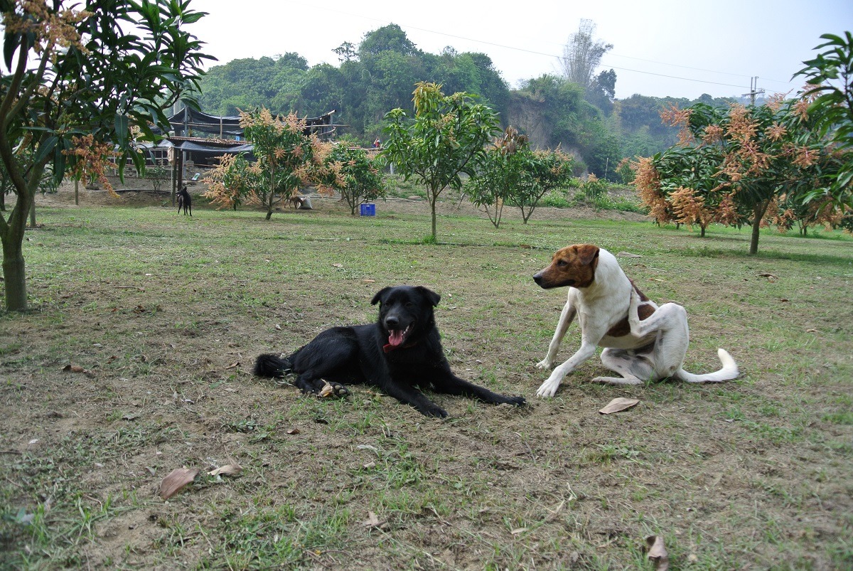台南市兼具都市與鄉村樣貌，送養管道多元，動保處近年來積極推動工作犬送養。　(示意圖)中華民國保護動物協會/提供