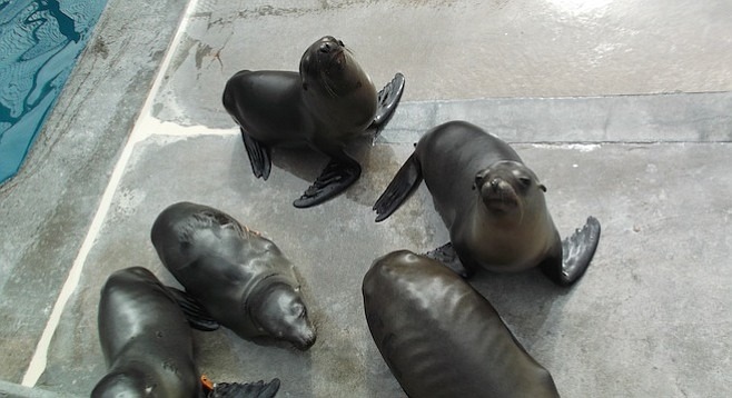 瘦成皮包骨的小加州海獅。　取自San Diego Reader