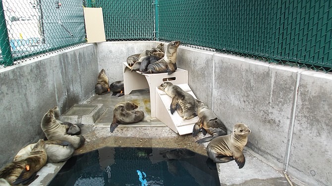 經過照顧，恢復健康的小海獅。　取自San Diego Reader