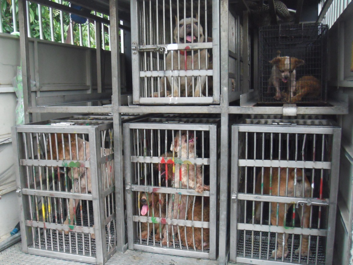桃園動保處將繁殖業者非法飼養的犬隻沒入。　桃園市動物保護防疫處/提供