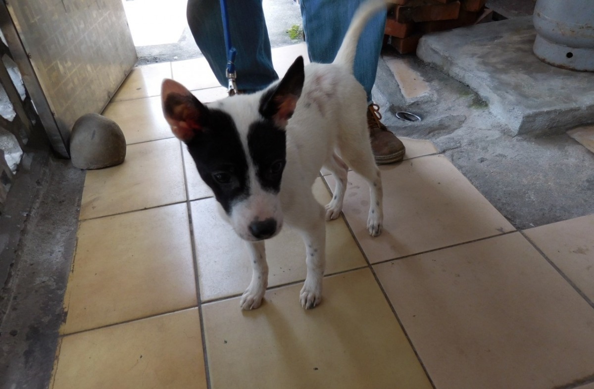 黑鼻才4個月大，卻因為幼犬常見的啃咬行為被狠狠摔打。　基隆市動物保護防疫所/提供