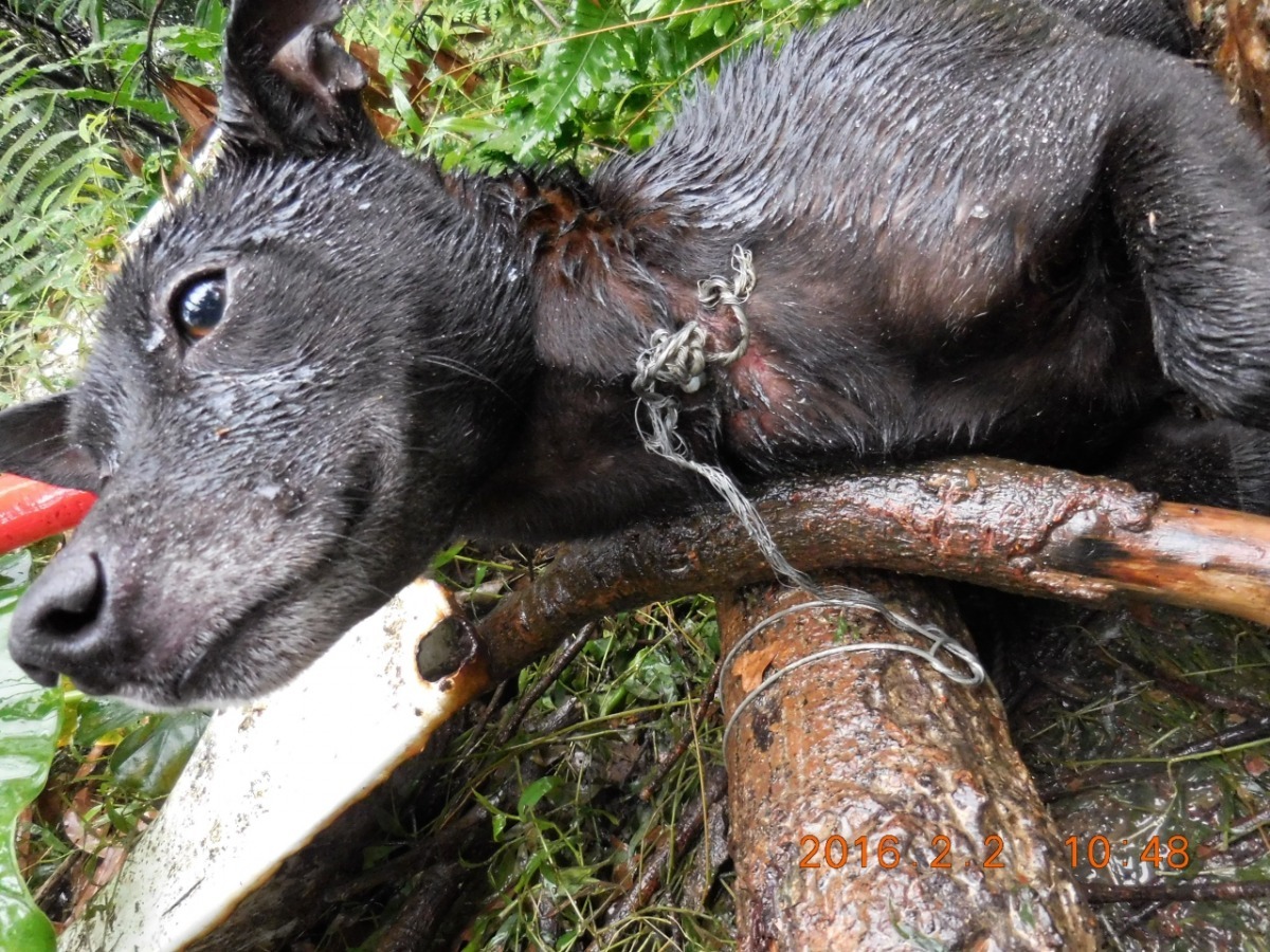 流浪黑狗受困陷阱多日，全身被雨淋濕，不斷哀號才被民眾發現。　基隆市動物保護防疫所/提供