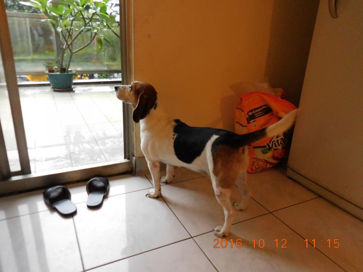 Maya平時住在室內，國慶連假期間被飼主留在陽台。　基隆市動物保護防疫所/提供