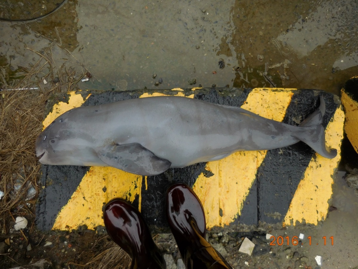 11日於基隆八斗子海域尋獲的擱淺江豚寶寶。　基隆市動物保護防疫所/提供