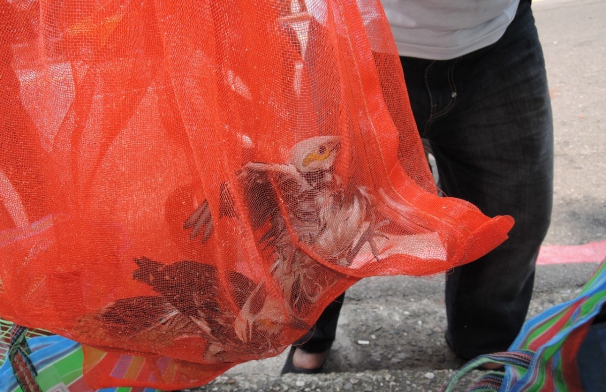 目前的法律規範還無法遏止買鳥放生的民眾，僅能以道德勸說方式要民眾不要助長非法行為，但可罰到攤販。　資料照(基隆市動物保護防疫所/提供)