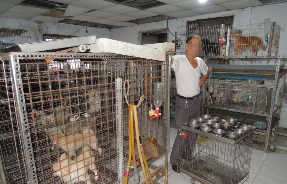 飼主稱犬隻為過去經營寵物店所留下，經查數量不合。　基隆市動物保護防疫所/提供