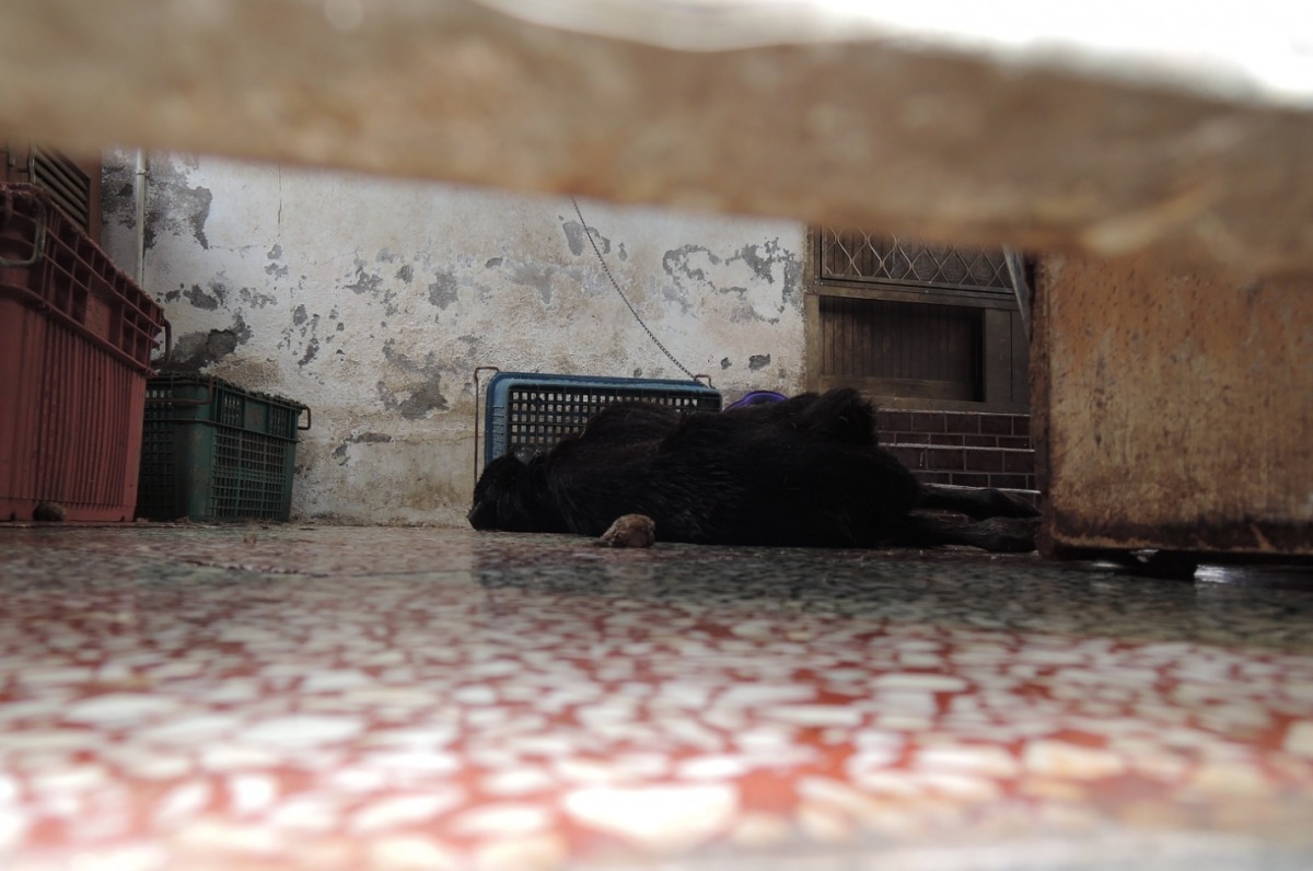 因為飼主的疏忽，黑色米克斯犬被咬死。　基隆市動物保護防疫所/提供