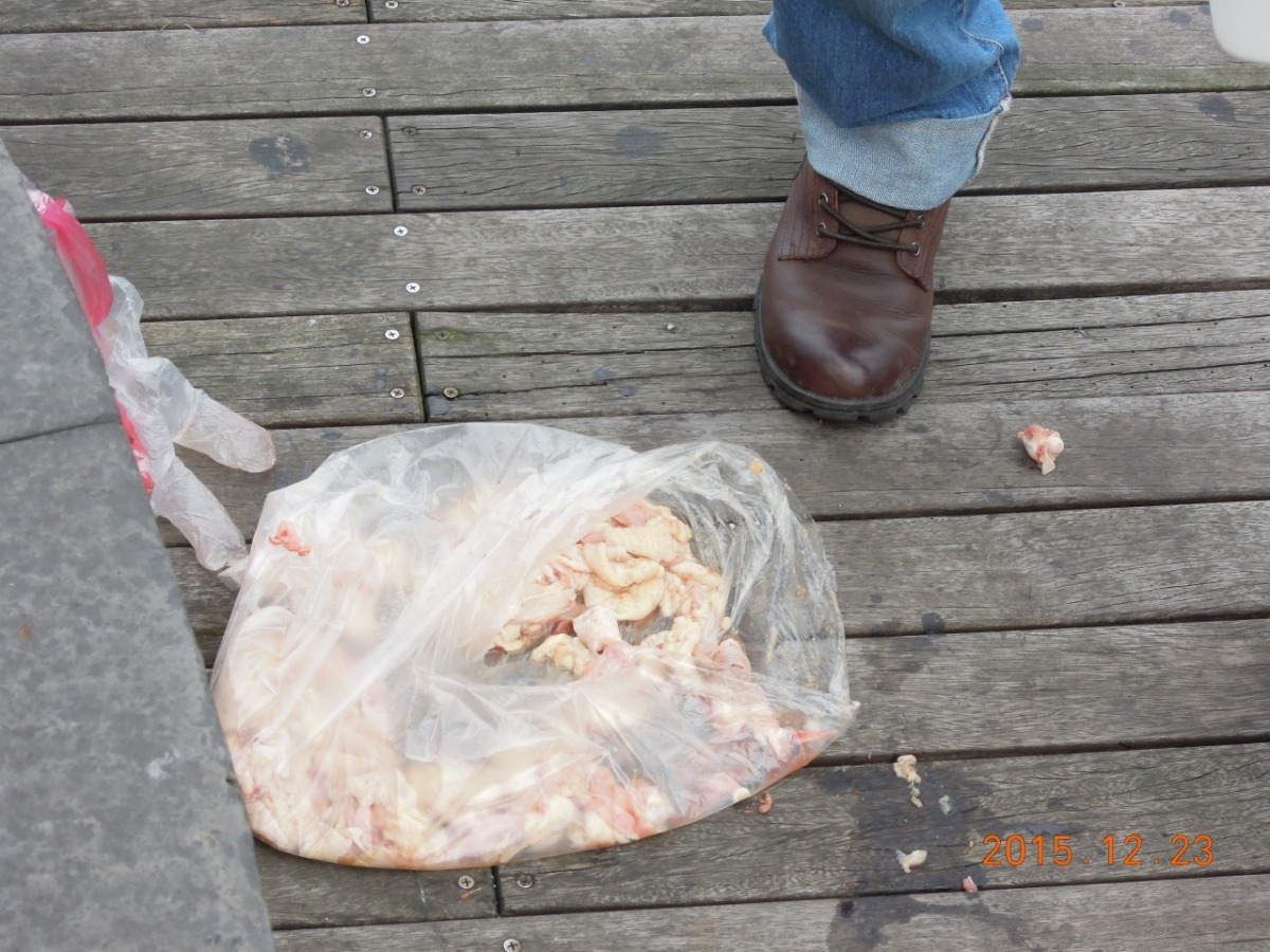 攝影者用來吸引黑鳶靠近的碎雞腸。　基隆市動物保護防疫所/提供