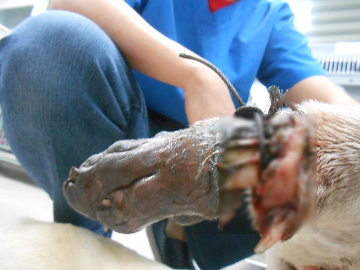 犬隻腿部傷勢過重,必須截肢。 湖光動物醫院宜蘭分院/提供